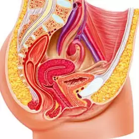 weibliches Urogenitalsystem und Gee-Punkt