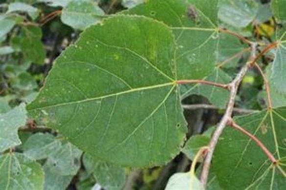 Aspen Blätter zur Heilung der Infusion
